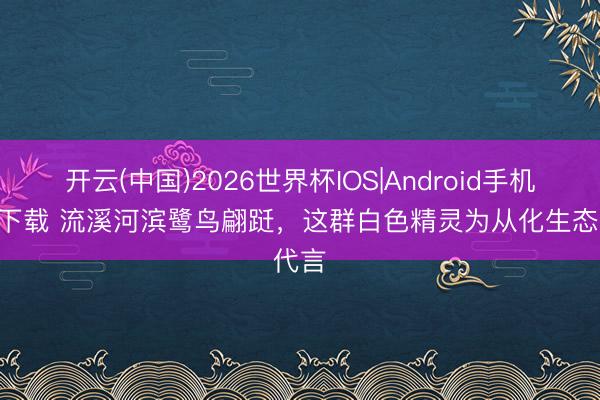 开云(中国)2026世界杯IOS|Android手机app下载 流溪河滨鹭鸟翩跹，这群白色精灵为从化生态代言